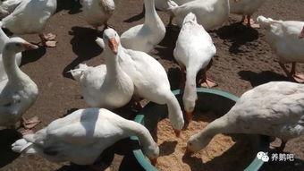 鹅的视频,欢乐时光尽收眼底