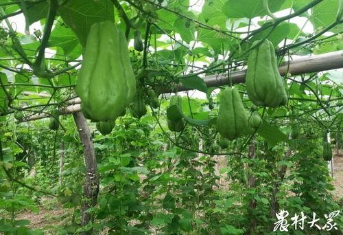 今日最佳瓜,揭秘娱乐圈最新热点事件