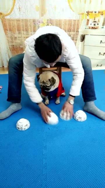 一只哈巴狗儿歌视频,萌宠欢歌，萌态可掬