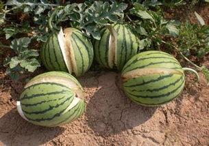 911爆料网曹县吃瓜,揭秘911爆料网上的曹县吃瓜风云