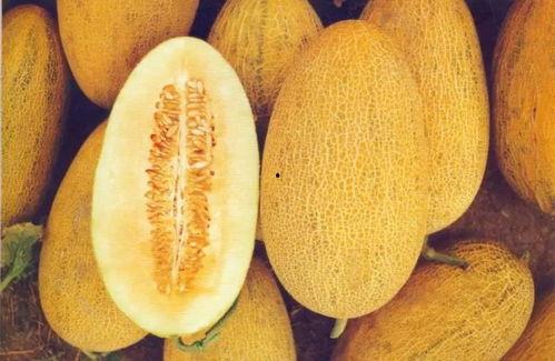 广州今日哈密瓜佧,广州今日哈密瓜市场行情分析