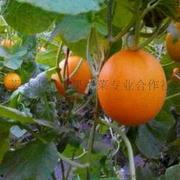 莘县小吊瓜今日价格,价格行情一览”