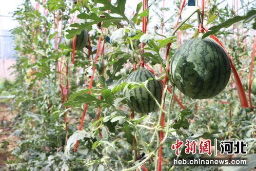 莘县小吊瓜今日价格,价格行情一览”