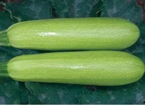 莘县小吊瓜今日价格,价格行情一览”