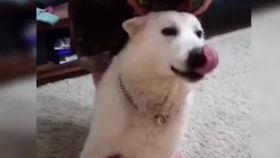 狗的搞笑视频,萌态百出，笑料连连