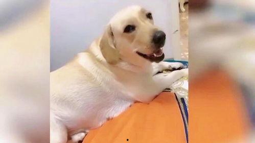 狗的搞笑视频,萌态百出，笑料连连