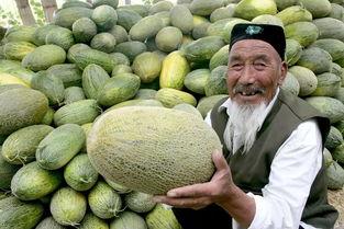 万邦哈密瓜今日价格最新,新鲜上市，品质卓越，价格实惠