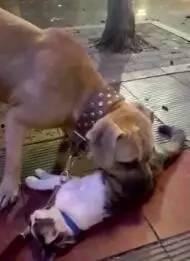 狗咬死小猫视频,狗咬死小猫事件引发社会关注