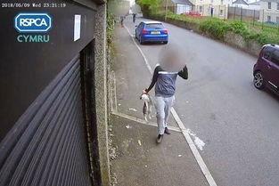 狗咬死小猫视频,狗咬死小猫事件引发社会关注