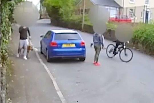 狗咬死小猫视频,狗咬死小猫事件引发社会关注