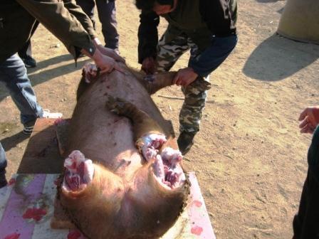 杀猪放血视频,震撼视频背后的真相