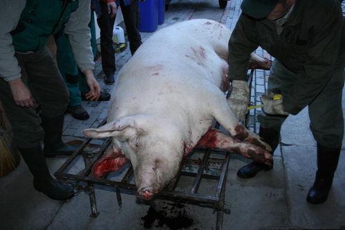 杀猪放血视频,震撼视频背后的真相