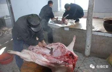 杀猪放血视频,震撼视频背后的真相