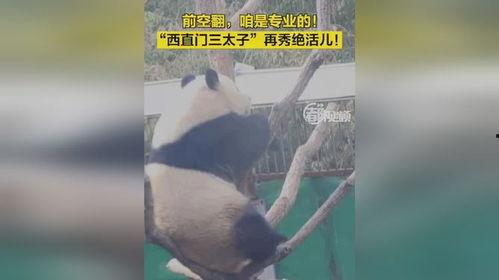 网蛇视频,惊心动魄的生态奇观