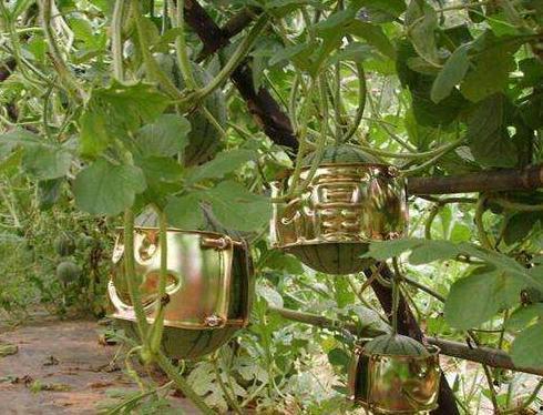 云南扁瓜今日价格,市场波动下的价格走势分析