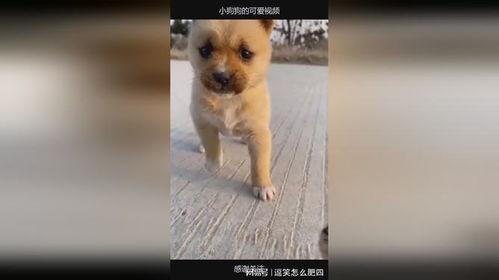 小狗的视频,小狗欢乐视频集锦