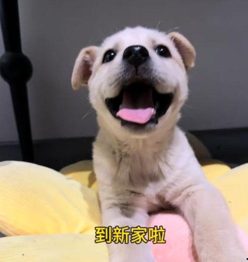 小狗的视频,小狗欢乐视频集锦