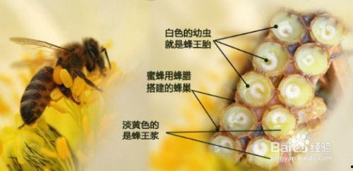 如何培育蜂王视频,视频教程带你轻松掌握蜂王繁殖技巧