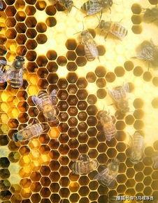 如何培育蜂王视频,视频教程带你轻松掌握蜂王繁殖技巧