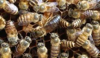 如何培育蜂王视频,视频教程带你轻松掌握蜂王繁殖技巧