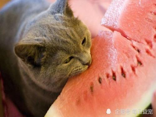 吃瓜爆料猫,吃瓜爆料猫带你探秘明星幕后故事