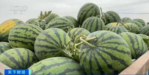 石缝瓜今日价格最新行情,最新行情揭示市场热点