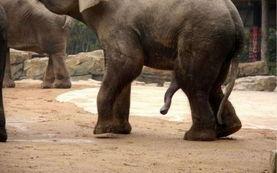 动物交配视频播放,揭秘交配瞬间，自然法则的奇妙演绎