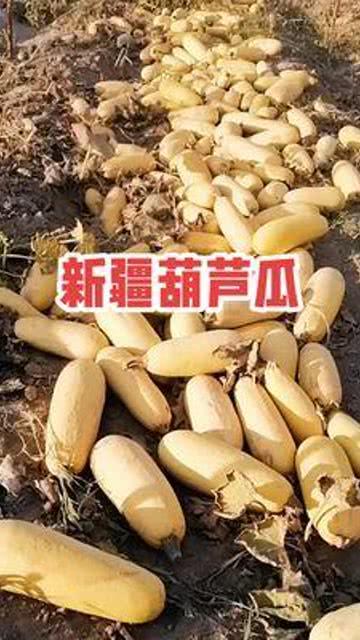 新疆今日葫芦瓜收购价