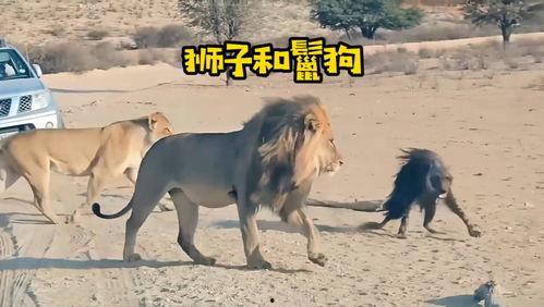 狮子捕猎视频,野性本能与生存智慧
