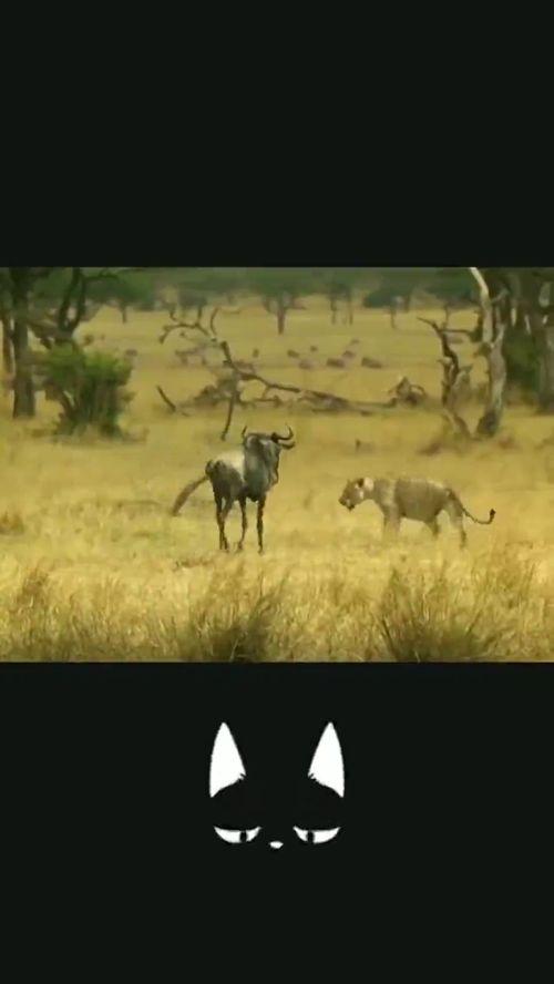 狮子捕猎视频,野性本能与生存智慧