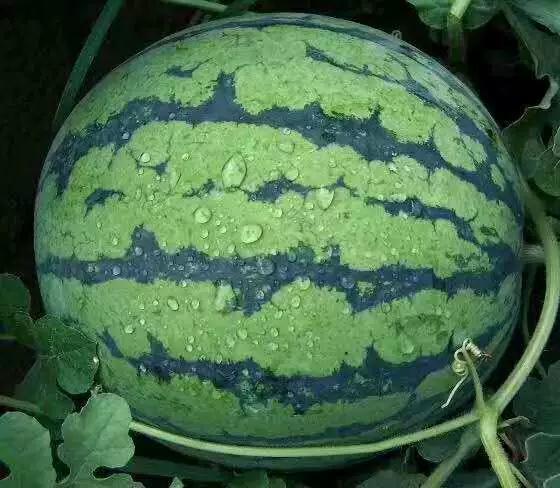 吃瓜料黑王,揭秘吃瓜料背后的黑王真相