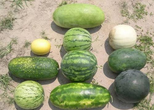 吃瓜料黑王,揭秘吃瓜料背后的黑王真相