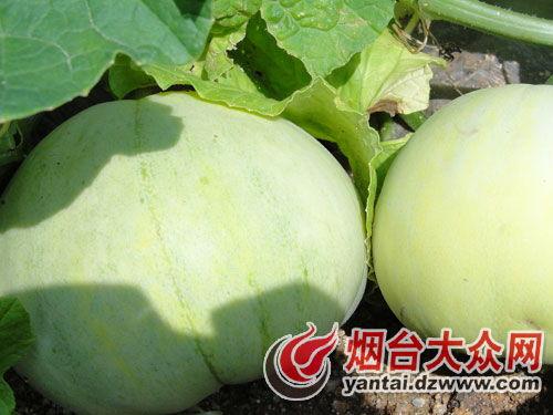 铁瓜今日行情,今日市场动态一览