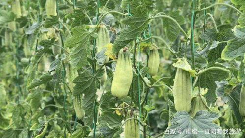 今日羊角蜜瓜价格,甜蜜来袭，品质之选！