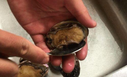 鲍鱼怎么处理视频,视频教程详解