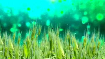 风吹麦浪视频,风吹麦浪视频的视觉盛宴