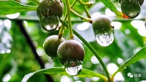 郑州吃瓜爆料,揭秘城市热点事件背后的真相