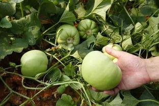 芭芭农场今日答案哈密瓜,哈密瓜的秘密花园