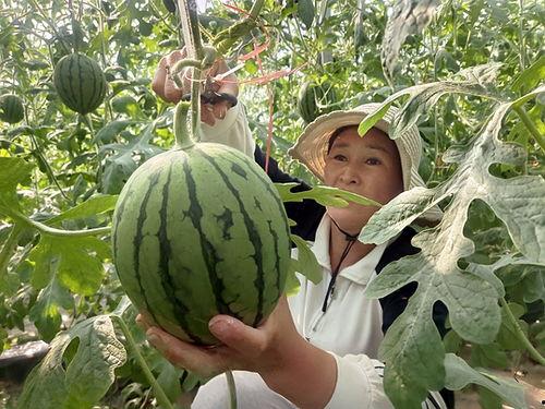 田口精美小吊瓜今日价格