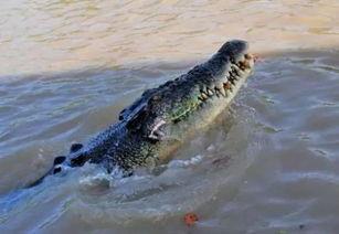 动物繁殖视频,揭秘自然界的繁衍生息