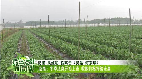 瓜菜今日价格最新行情