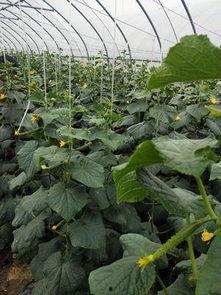 瓜菜今日价格最新行情