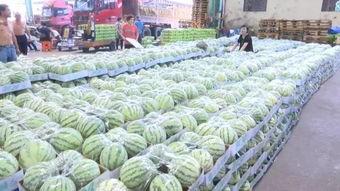 海南今日毛瓜价格,实惠之选，市场行情一览