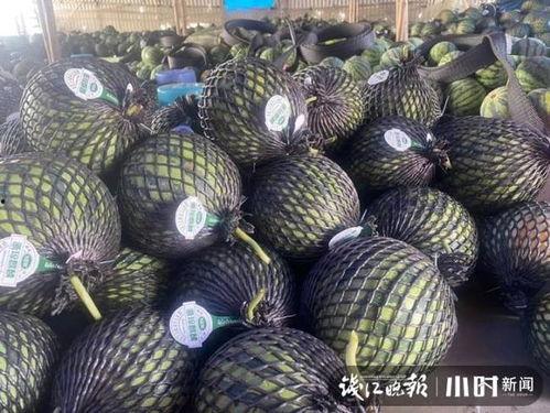 海南今日毛瓜价格,实惠之选，市场行情一览