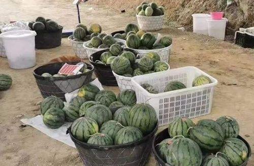 海南今日毛瓜价格,实惠之选，市场行情一览