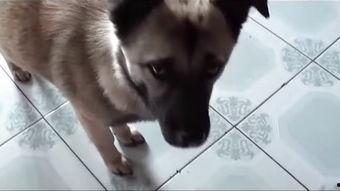 人和狗交配的视频,揭秘人狗交配视频背后的真相