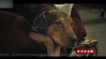 人和狗交配的视频,揭秘人狗交配视频背后的真相