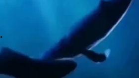 鲸鱼视频,探索海洋奥秘，畅游知识海洋