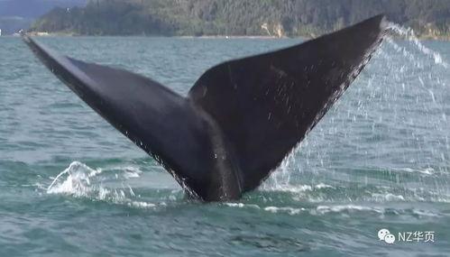 鲸鱼视频,探索海洋奥秘，畅游知识海洋