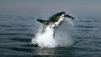 鲸鱼视频,探索海洋奥秘，畅游知识海洋